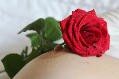Rose erotica — Red rose